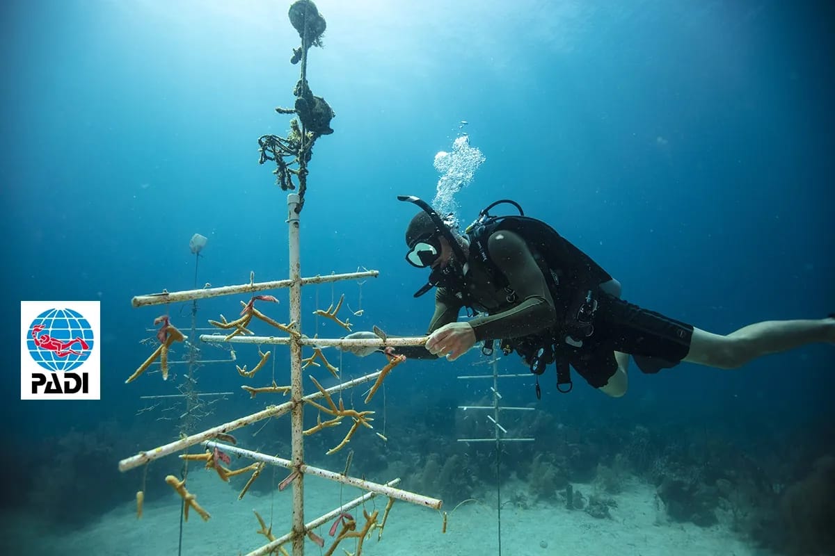 PADI Spezialtauchkurse