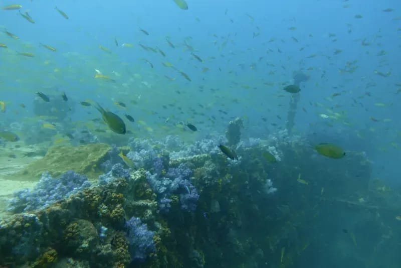 King Cruiser & Shark Point Diving Day Trips.