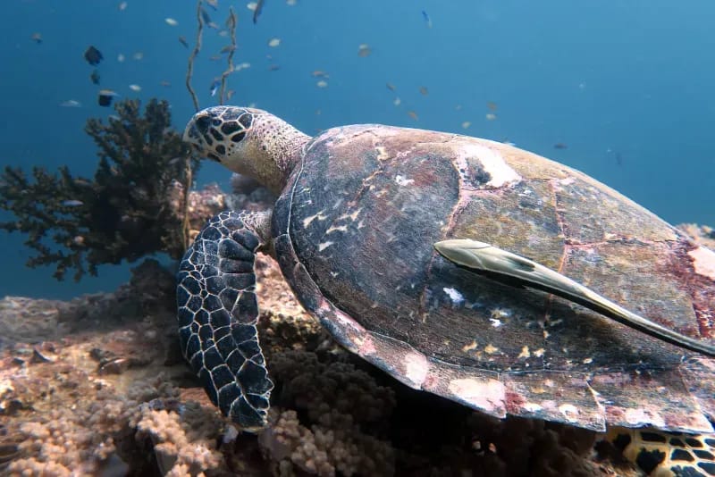 Stunning underwater limestone formations at Koh Phi Phi