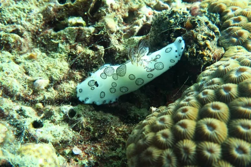 A leopard shark swimming at Koh Phi Phi dive site