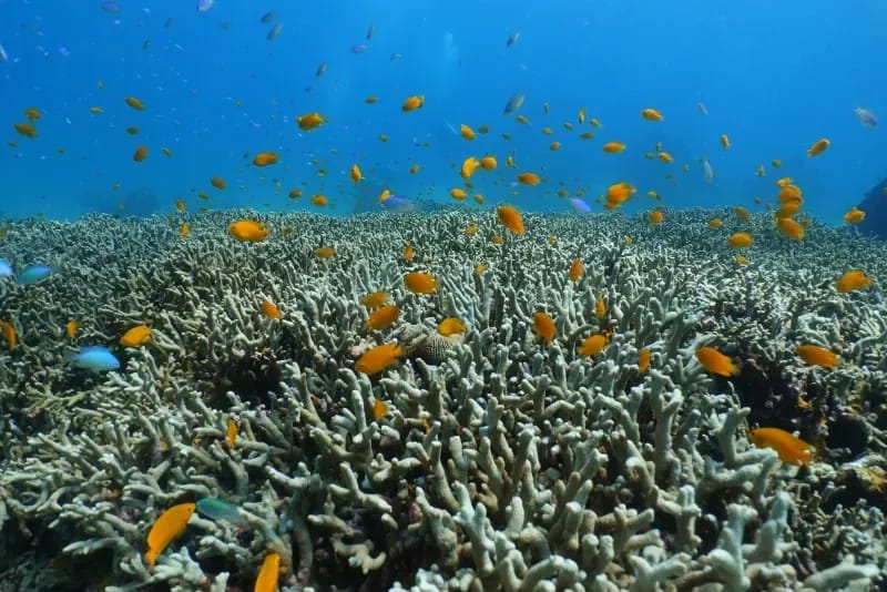 Lebendiger Korallengarten am Tauchplatz Racha Yai