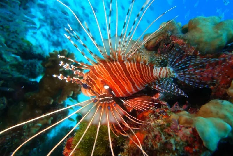 Bunte Riffische in der Bungalow Bay