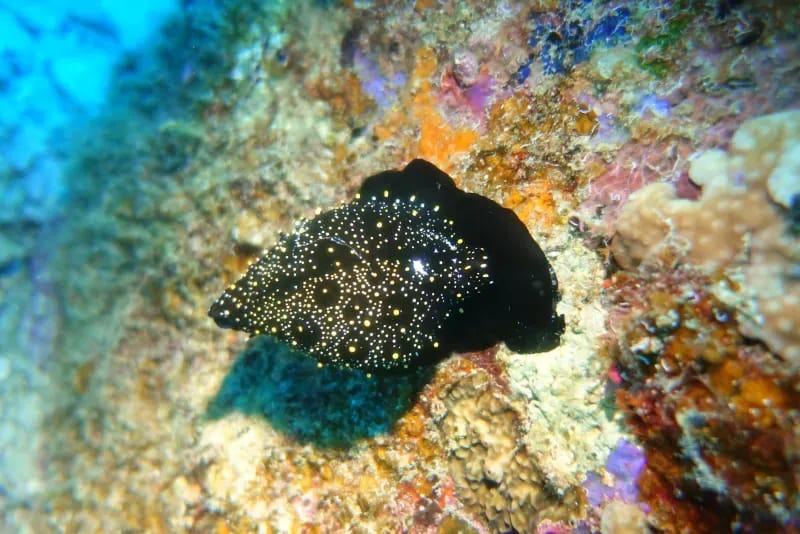 Felsige Unterwasserlandschaft bei Racha Yai