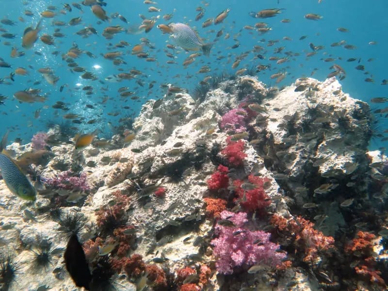 King Cruiser & Shark Point Diving Day Trips.