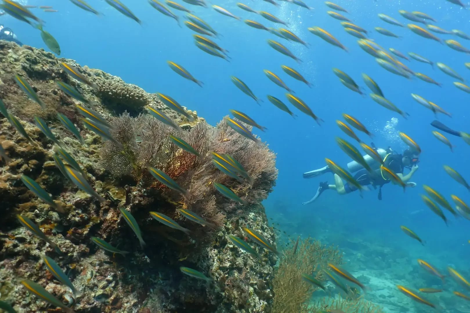 Hin Bida Diving Site