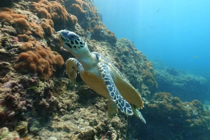 Hin Bida Diving Site