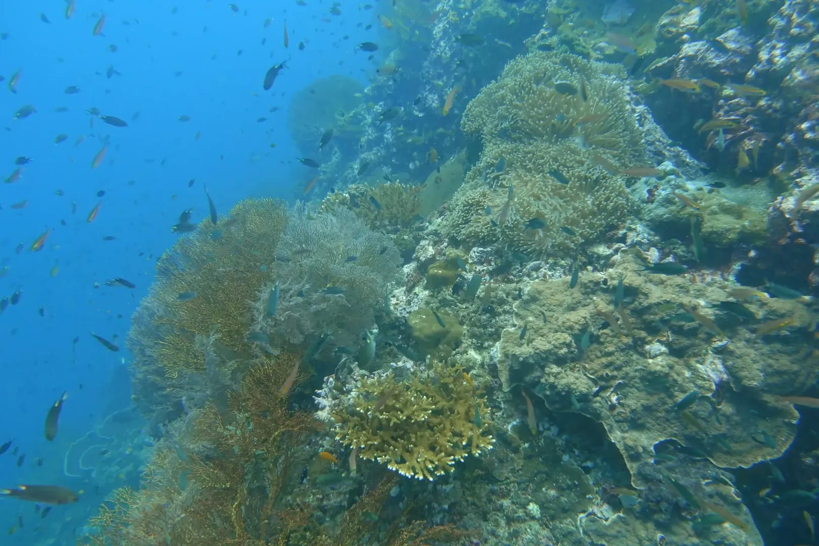 Beautiful underwater view of Koh Doc Mai with its limestone walls