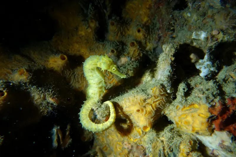 Koh Doc Mai diving site image 1