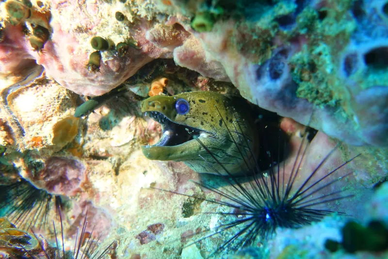 Anemon Reef Diving Site - Marine life
