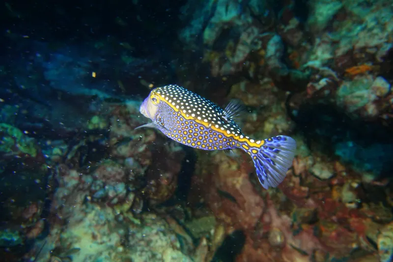 Anemon Reef Diving Site - Underwater landscape