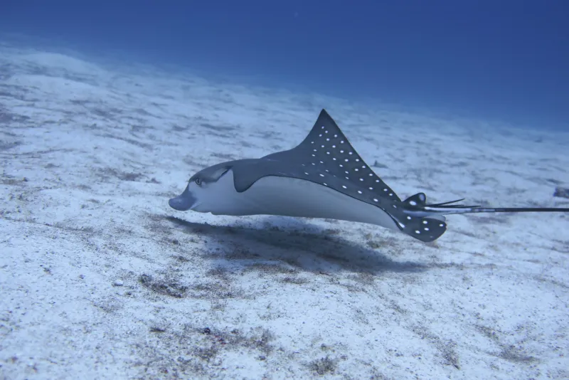 Marine life at Banana Bay