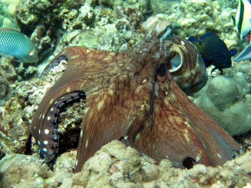 Camera Bay Tauchplatz in Racha Noi