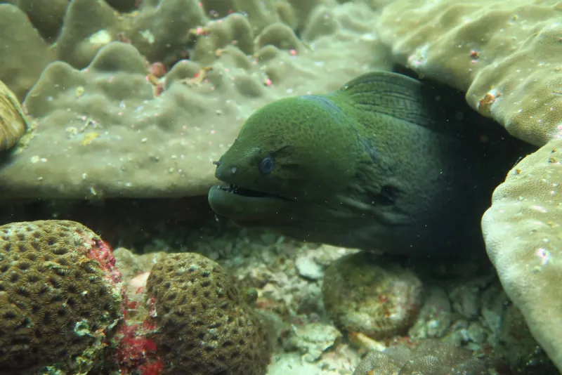 Meeresleben bei Camera Bay in Racha Noi