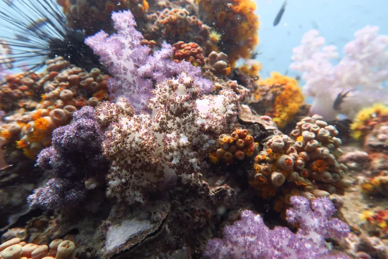King Cruiser Wreck image 3