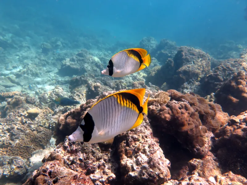 Koh Bida Nai diving site image 3