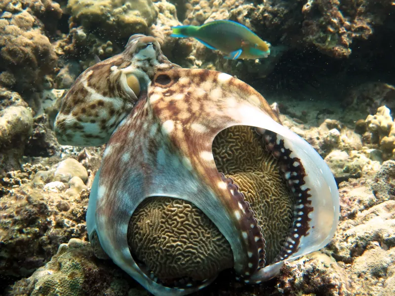 Koh Bida Nok diving site image 2