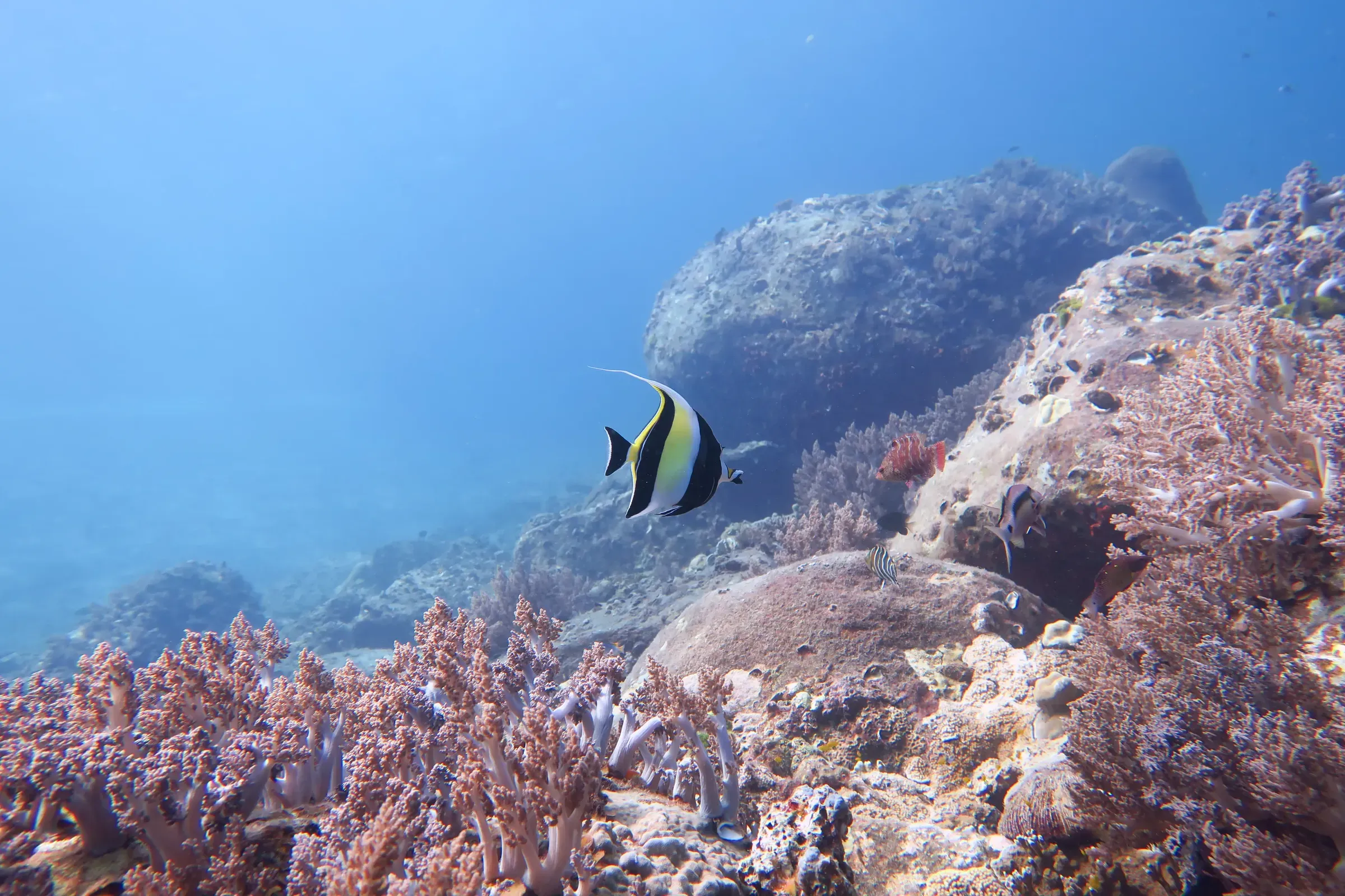 Mantarochen schwimmt in den klaren Gewässern der Manta Bay
