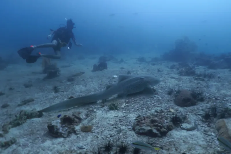 King Cruiser & Shark Point Diving Day Trips.