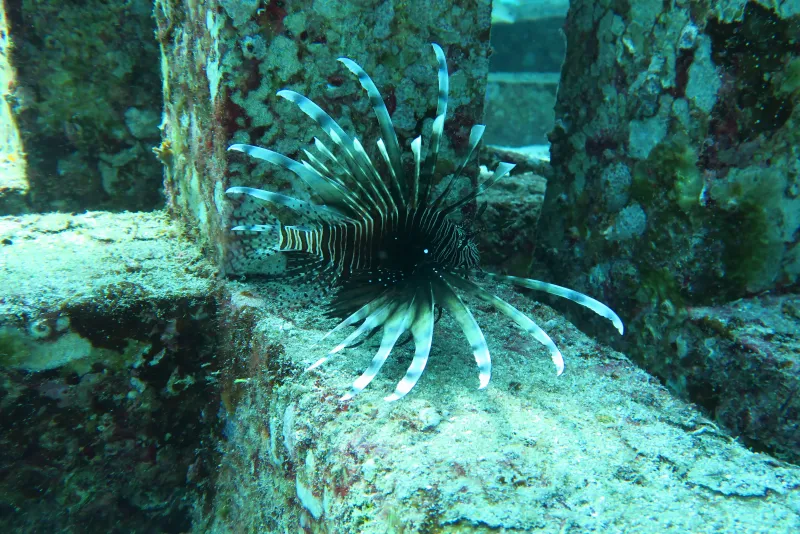 Granite formations and corals at Racha Noi