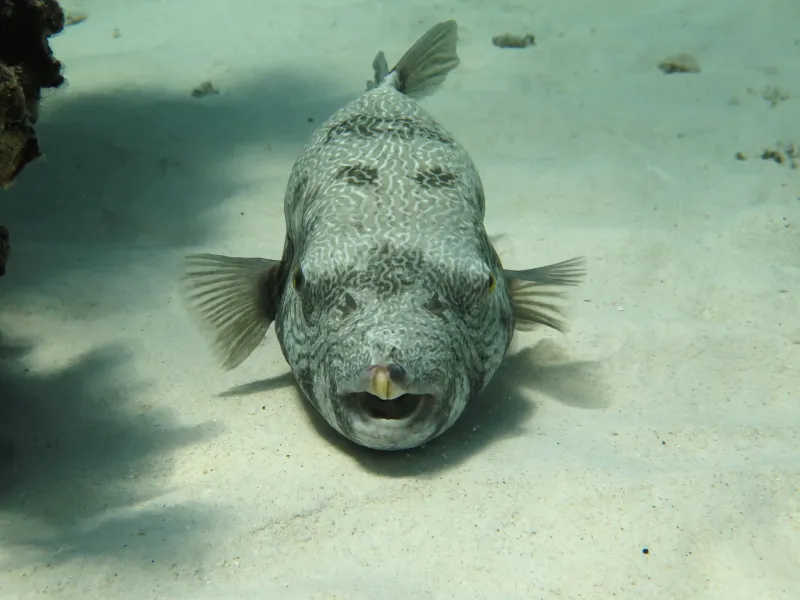 Diverse marine life at Racha Noi and Racha Yai