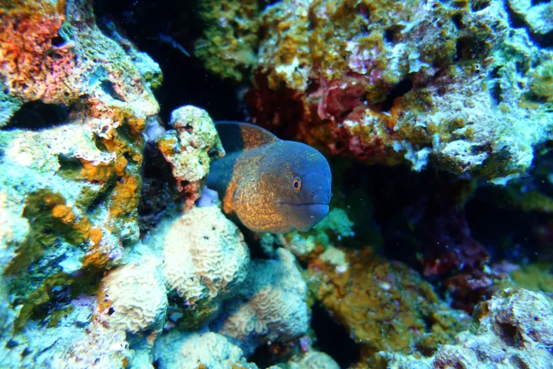 Reef sharks commonly seen at Racha Noi dive sites